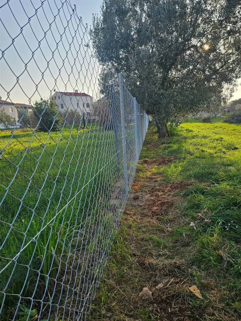 Okućnica s maslinom