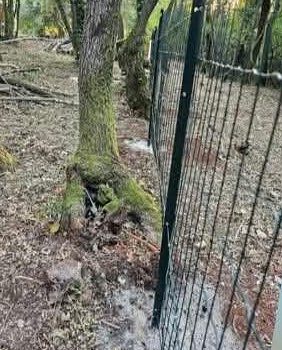 Zavarena mreža u šumi